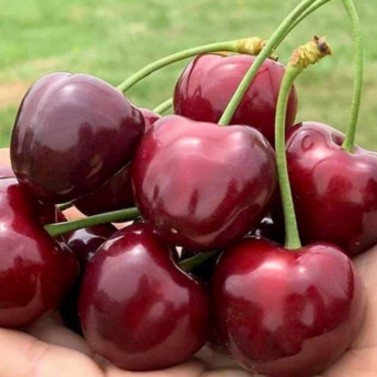 Czereśnia karłowa 'prunus avium' Ukraińska Gigant Z Donicy