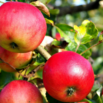 Jabłoń kolumnowa 'Malus' Lobo Z Donicy