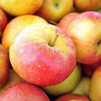 Jabłoń kolumnowa 'Malus' Koksa Pomarańczowa  Z Donicy