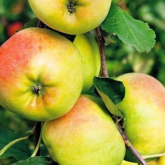 Jabłoń kolumnowa 'Malus' Kronselka Z Donicy