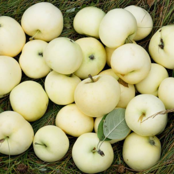 Jabłoń kolumnowa 'Malus' Oliwka żółta Z Donicy