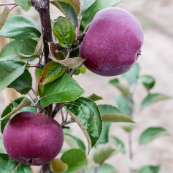 Jabłoń kolumnowa 'Malus' Sercowe Love Z Donicy
