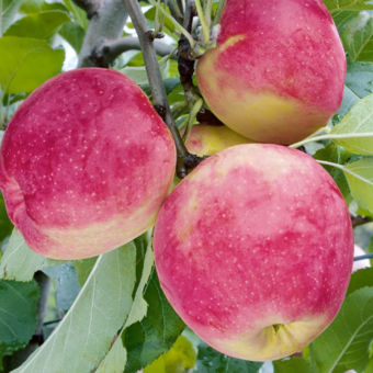 Jabłoń kolumnowa 'Malus' Florina Z Donicy
