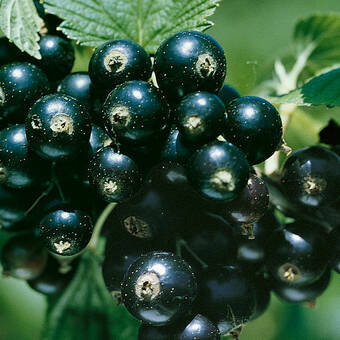 Porzeczka krzaczasta Czarna 'Ribes nigrum' Ben Alder Z Donicy
