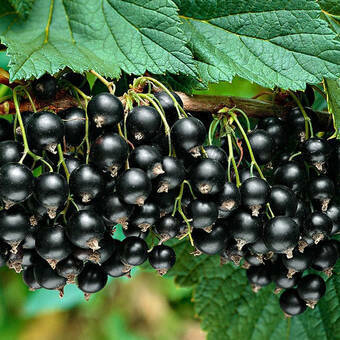 Porzeczka krzaczasta Czarna 'Ribes nigrum' Ben Lemond Z Donicy