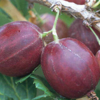 Agrest krzaczasty Czerwony 'Ribes uva- crispa' Hinomakirot Z Donicy