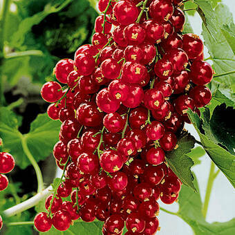 Porzeczka Krzaczasta Czerwona 'Ribes rubrum' Holenderska Z Donicy