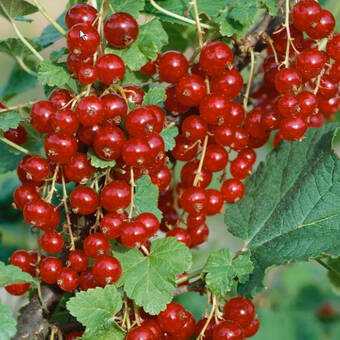 Porzeczka Krzaczasta Czerwona 'Ribes rubrum' Jonkhers Z Donicy