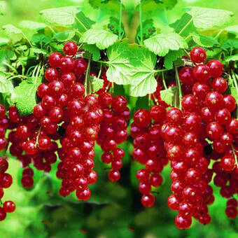 Porzeczka Krzaczasta Czerwona 'Ribes rubrum' Rondom Z Donicy