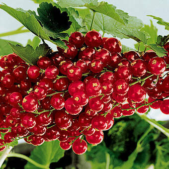 Porzeczka Krzaczasta Czerwona 'Ribes rubrum' Roseta Z Donicy