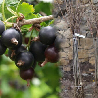 Porzeczka Pienna  Czarna 'Ribes nigrum' Ben Lemond Z Donicy