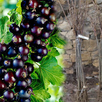 Porzeczka Pienna  Czarna 'Ribes nigrum' Titania Z Donicy