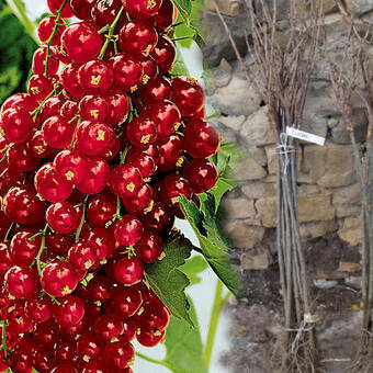 Porzeczka Pienna  Czerwona 'Ribes rubrum' Holenderska Z Donicy
