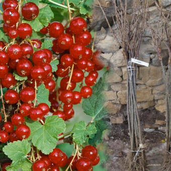 Porzeczka Pienna  Czerwona 'Ribes rubrum' Jonkhers Z Donicy