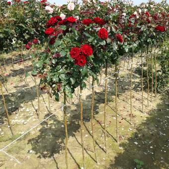Róża Pienna 'Rosa' Czerwona Mini / I gatunek 2 oczka Z Donicy