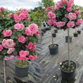 Róża Pienna 'Rosa' Różowa Angielska / I gatunek 2 oczka  Z Donicy