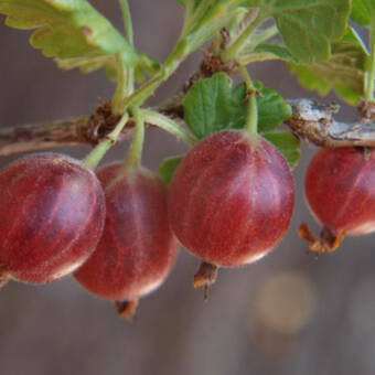Agrest krzaczasty Czerwony 'Ribes uva- crispa' Invicta Z Donicy