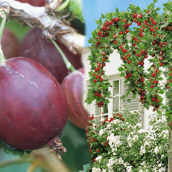Agrest Pienny Czerwony 'Ribes uva- crispa' Hinomakirot  Z Donicy