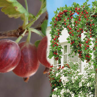 Agrest Pienny Czerwony 'Ribes uva- crispa' Invicta Z Donicy