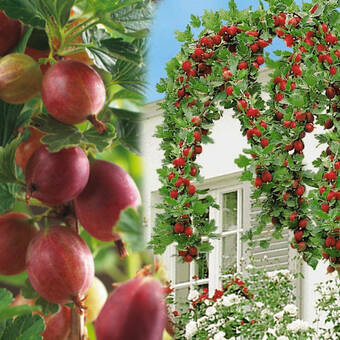 Agrest Pienny Czerwony 'Ribes uva- crispa' Triumf Z Donicy