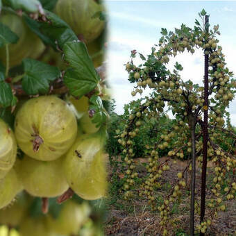 Agrest Pienny Zielony 'Ribes uva- crispa' Hinomakirot Z Donicy