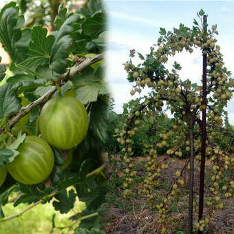 Agrest Pienny Zielony 'Ribes uva- crispa' Invicta Z Donicy
