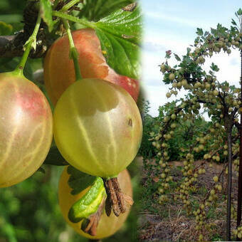 Agrest Pienny Zielony 'Ribes uva- crispa' Triumf Z Donicy