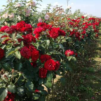Róża Pienna 'Rosa' Czerwona Wielkokwiatowa Z Donicy