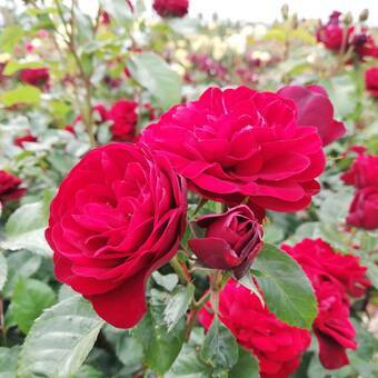 Róża Pienna 'Rosa' Bordowa  Miniaturka Z Donicy