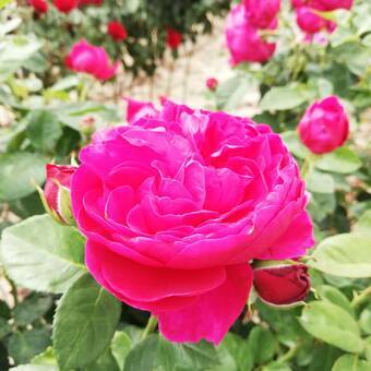 Róża Pienna 'Rosa' Ciemny Róż  Piwoniowa Z Donicy