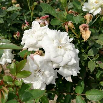 Róża Pienna 'Rosa' Biała Miniaturka  Z Donicy