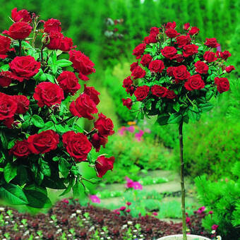 Róża Pienna 'Rosa' Bordowa  / I gatunek 2 oczka  Z Donicy