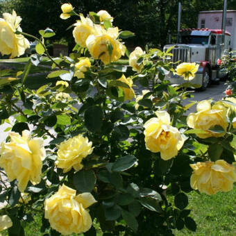 Róża Pienna 'Rosa' Żółta Pachnąca  / I gatunek 2 oczka   Z Donicy