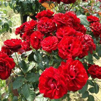 Róża Pienna 'Rosa' Czerwona  Z Donicy