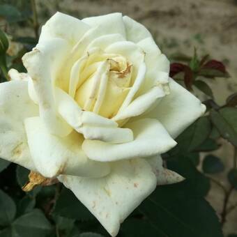 Róża Pienna 'Rosa' Ecri  Z Donicy