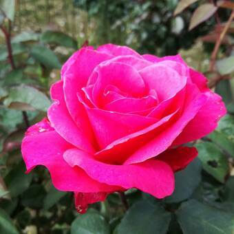 Róża Pienna 'Rosa' Biskupia Z Donicy