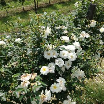 Róża Pienna 'Rosa' Biała Mini Z Donicy