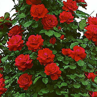 Róża Pnąca 'Rosa arvensis'  Muszimara Z Donicy