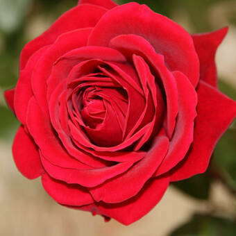 Róża Rabatowa 'Rosa multiflora' Czerwona Z Donicy