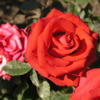 Róża Rabatowa 'Rosa multiflora' Czerwona Mini Z Donicy