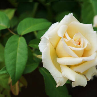 Róża Rabatowa 'Rosa multiflora' Kremowa  Z Donicy