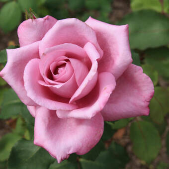 Róża Rabatowa 'Rosa multiflora' Różowa Z Donicy