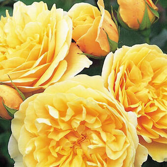 Róża Rabatowa 'Rosa multiflora' Żółta Z Donicy