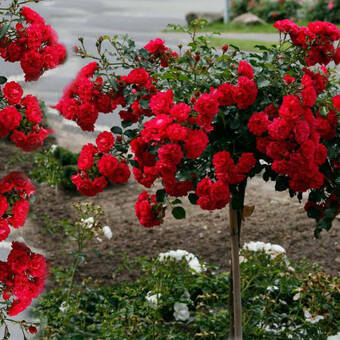 Róża Pienna 'Rosa' Czerwona Zwisająca  Z Donicy