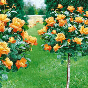 Róża Pienna 'Rosa' Pomarańczowa  Z Donicy