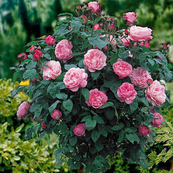 Róża Pienna 'Rosa' Różowa Duży Kwiat Z Donicy