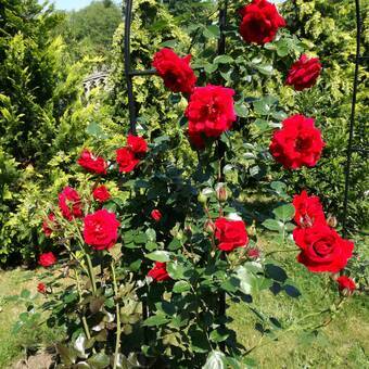 Róża Pnąca 'Rosa arvensis'  Czerwona Pergolowa Pełna Z Donicy