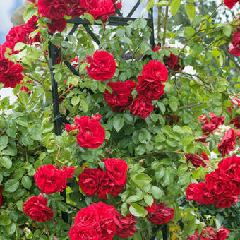 Róża Pnąca 'Rosa arvensis'  Blaze Superior Z Donicy