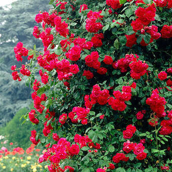 Róża Pnąca 'Rosa arvensis'  Paul Scarlet Z Donicy