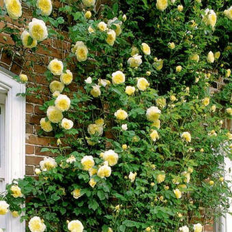 Róża Pnąca 'Rosa arvensis'  Golden Shower Z Donicy